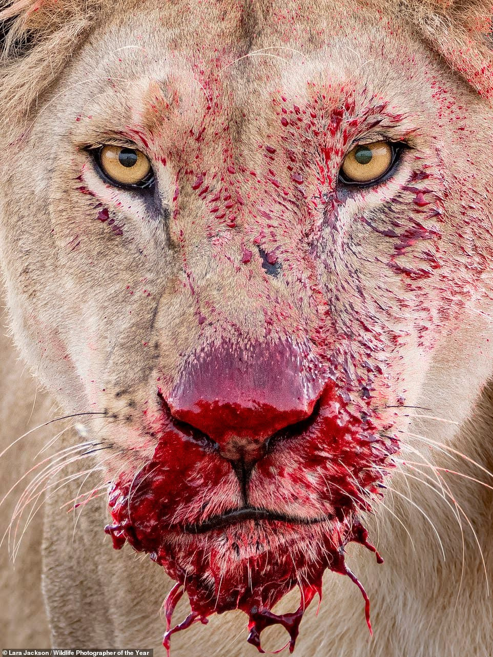 See stunning images submitted for the Wildlife Photographer of the Year 2021 competition