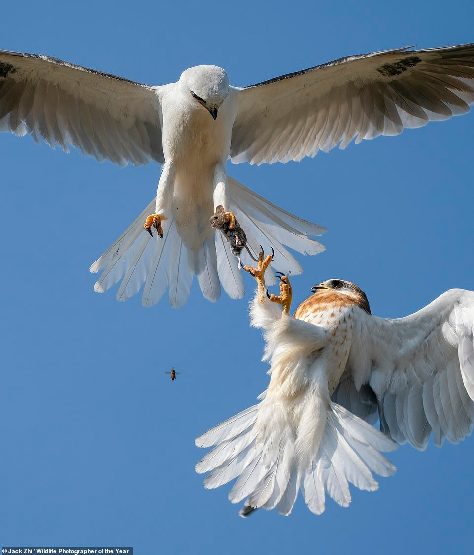 See stunning images submitted for the Wildlife Photographer of the Year 2021 competition