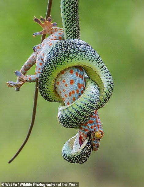 See stunning images submitted for the Wildlife Photographer of the Year 2021 competition