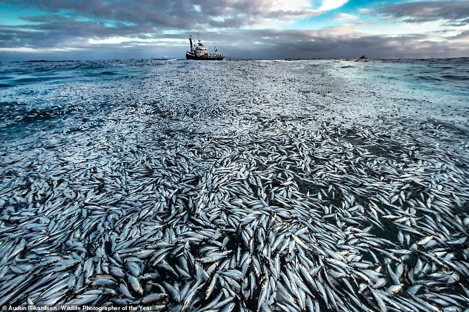 See stunning images submitted for the Wildlife Photographer of the Year 2021 competition