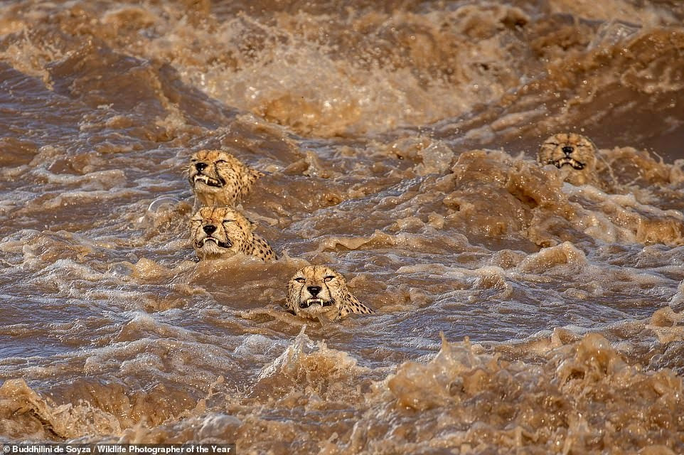 See stunning images submitted for the Wildlife Photographer of the Year 2021 competition