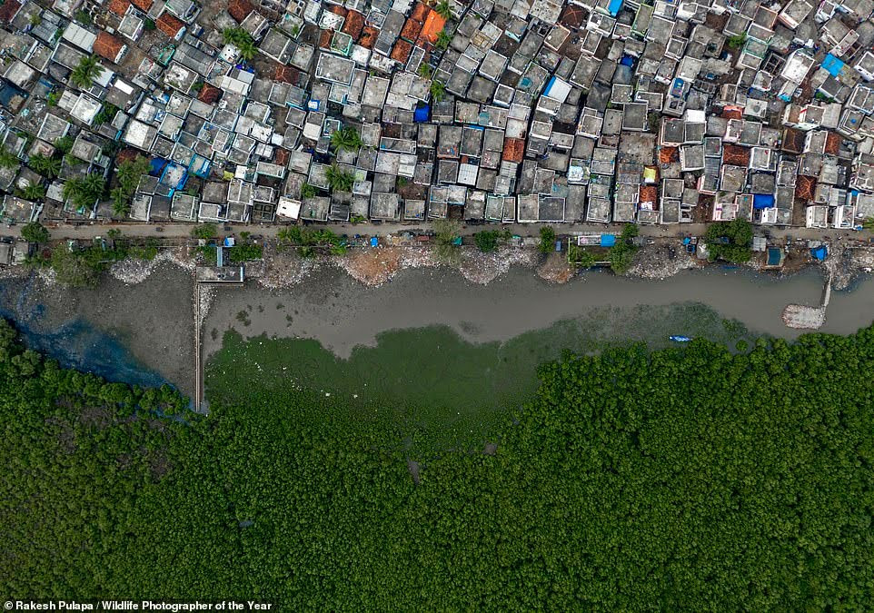 See stunning images submitted for the Wildlife Photographer of the Year 2021 competition