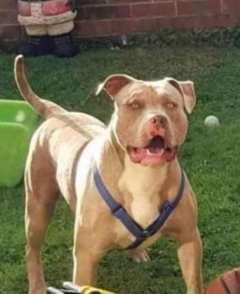 Photo of huge pitbull dog that had to be shot 7 times after it killed a 10-year-old boy