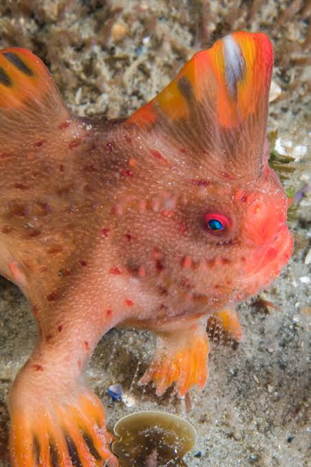 Rare pink handfish with hand and legs 