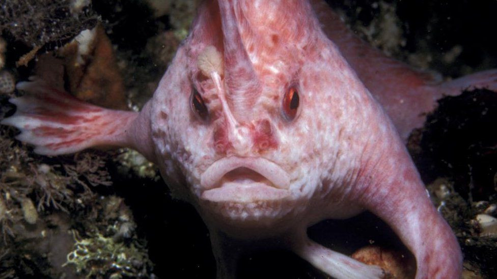 Rare pink handfish with hand and legs 