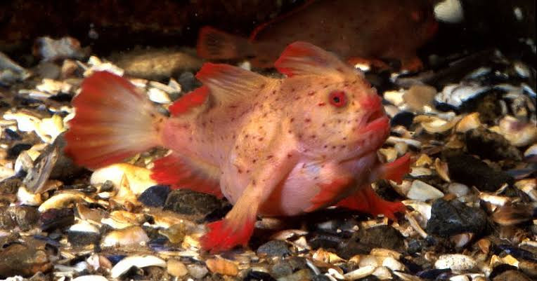 Rare pink handfish with hand and legs 