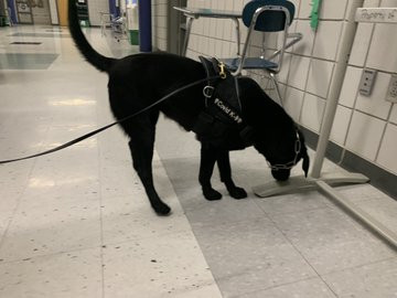 US trains dogs to sniff out those infected with COVID-19 in schools