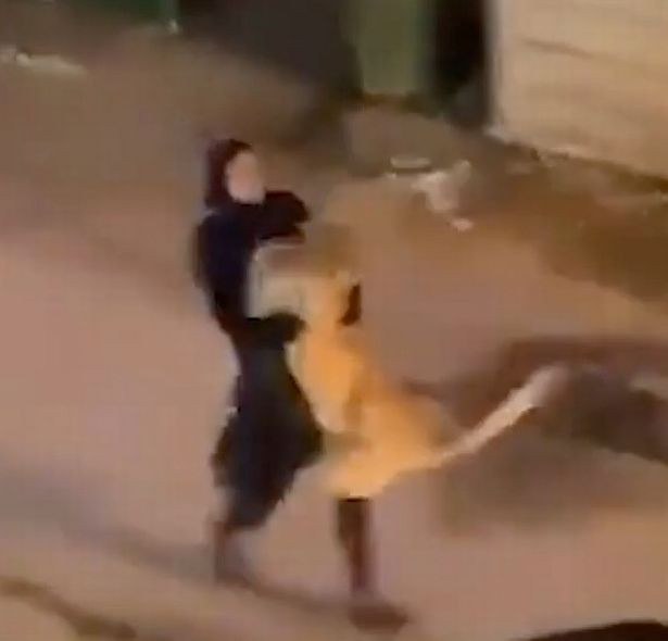 Girl catches escaped lion and casually carries it down the street (photos)