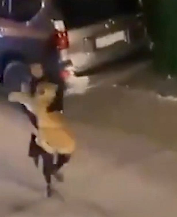 Girl catches escaped lion and casually carries it down the street (photos)