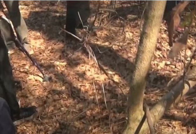 Child of newlyweds who were murdered in the woods is finally found after 40 years