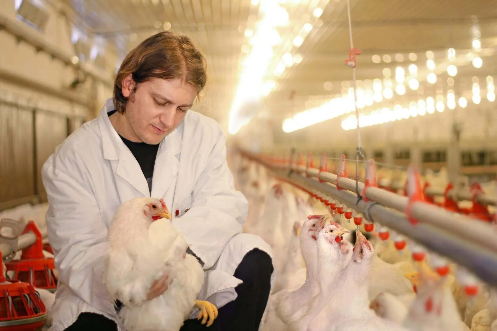 How Much Does it Cost to start a Poultry Business in Nigeria?