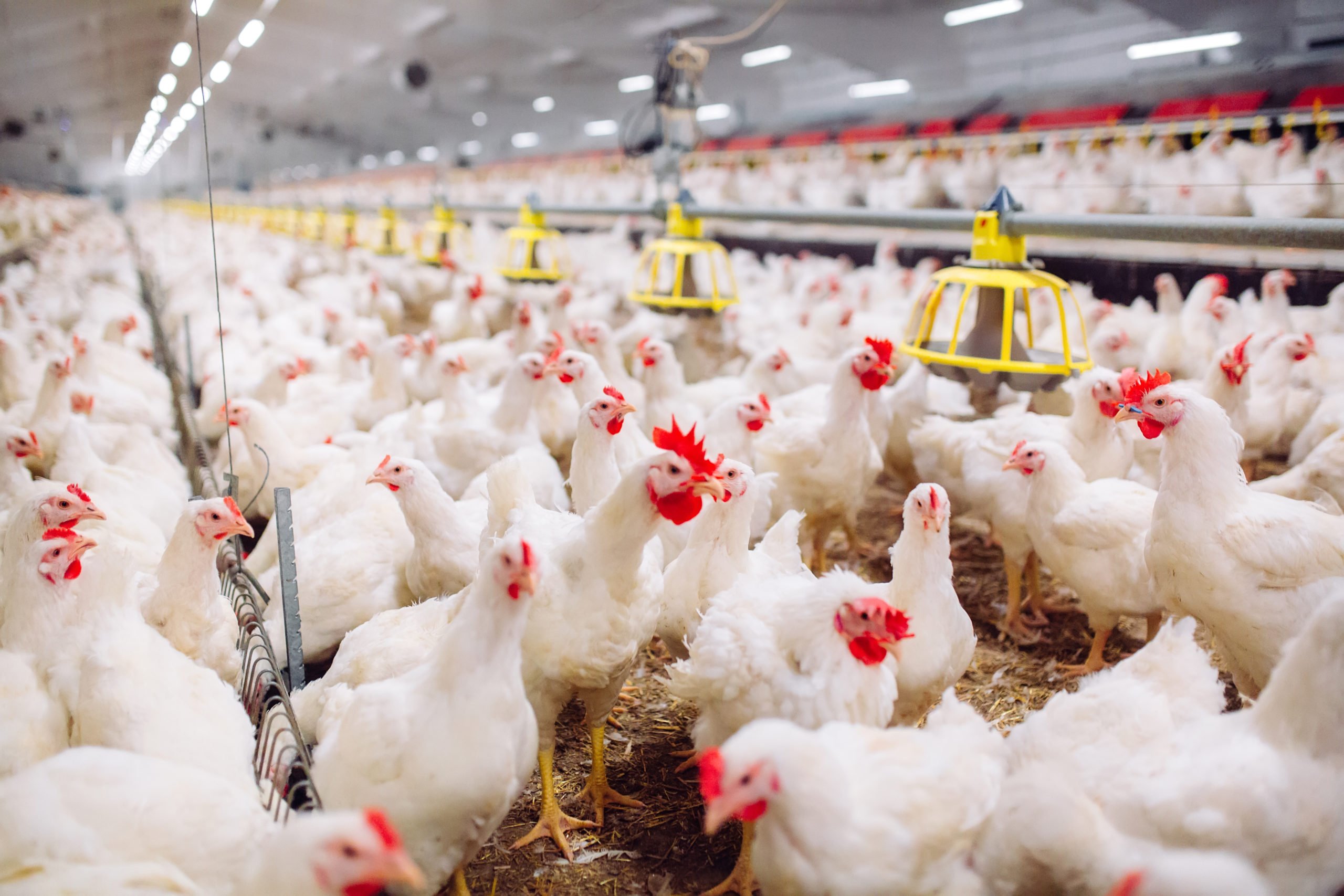 How can I Raise Broiler chicken for a Profit in Nigeria?